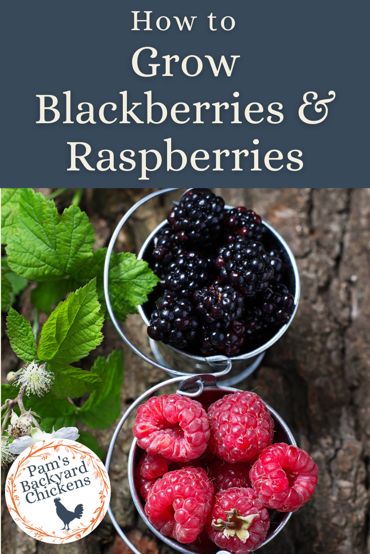 Pam's Backyard Chickens How to Grow Blackberries and Raspberries