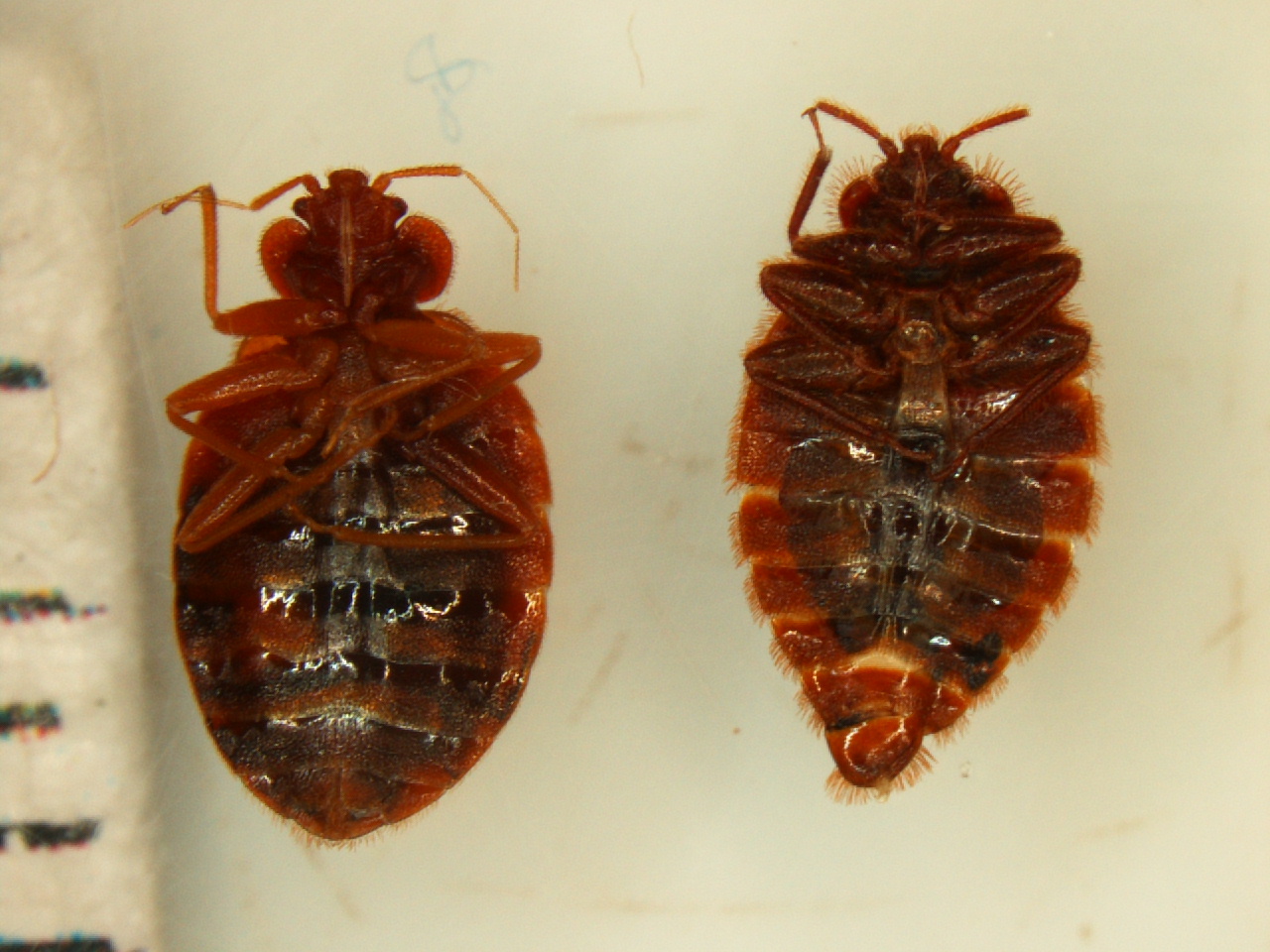 Средства от личинок клопов. Постельный клоп Cimex lectularius (личинки, нимфы). Постельный клоп самка и самец. Самка постельного клопа.