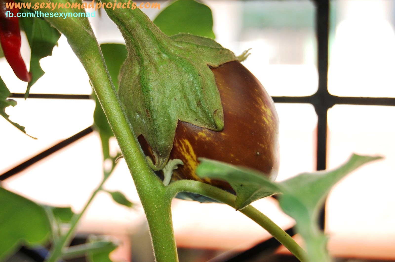 Sexy Nomad's Projects My Egglants are Turning Yellow