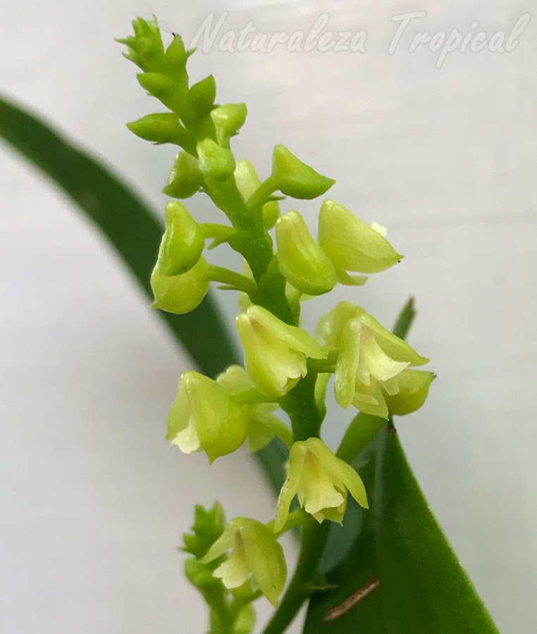 Flores típicas de la orquídea Polystachya concreta