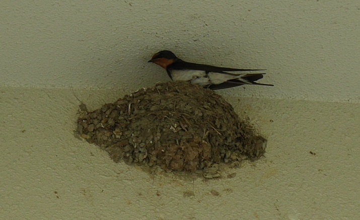 針葉樹林の特徴、動植物 - 針葉樹林とは何ですか?