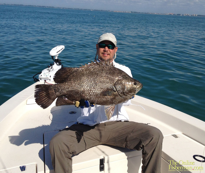 Blue Starr Gallery Tripletail Fish
