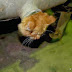 Πυροσβεστική απεγκλώβισε γατάκι από κάδο σκουπιδιών
