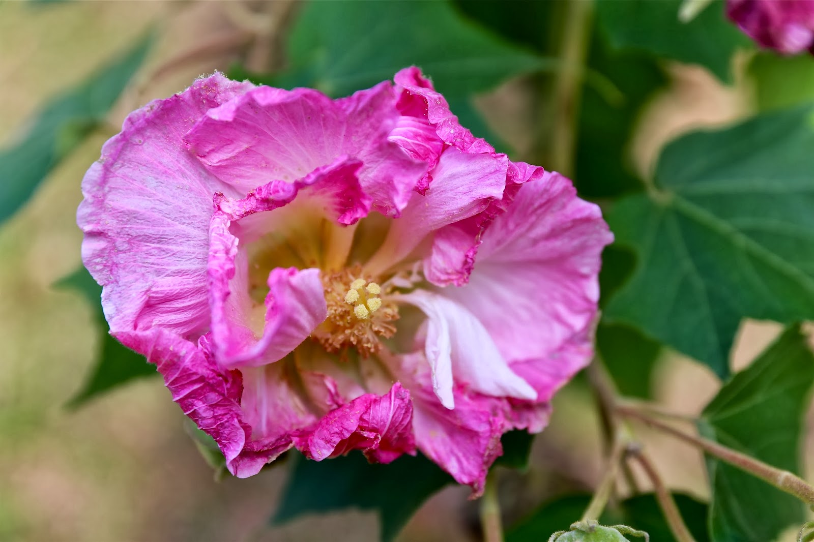 Sweet Southern Days Another Confederate Rose