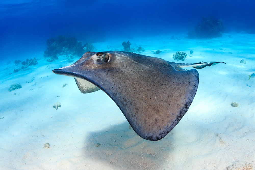 Stingray (sea rays) are stingrays dangerous to swim with?