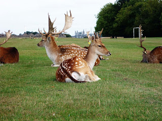 Oh, deer... in Phoenix Park