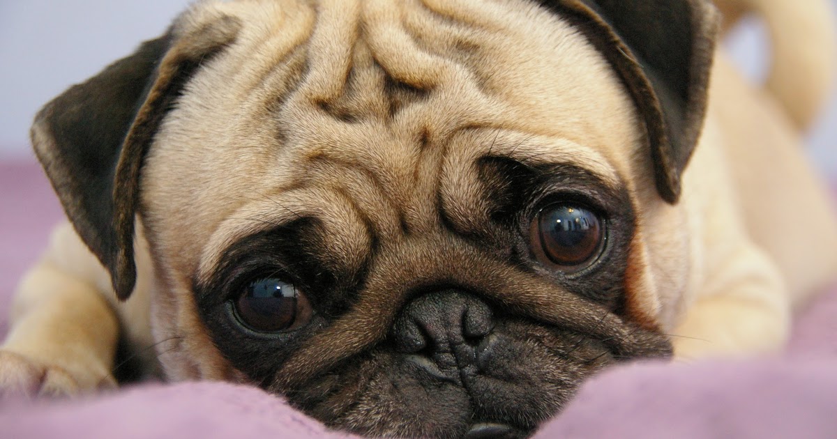 Perros Pug Perros Pug Características principales de la raza Pug. Perros Pug Perros Pug Características principales de la raza Pug.