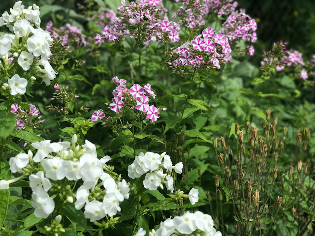 Phlox in voller Blühte (c) by Joachim Wenk Phlox in voller Blühte (c) by Joachim Wenk