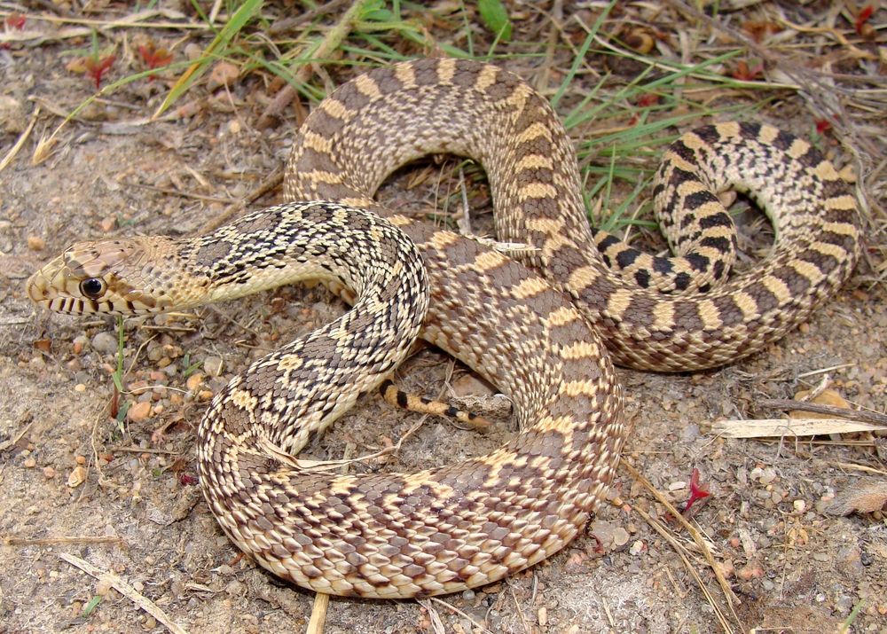 Is Gopher snake dangerous? Where do gopher snakes live?