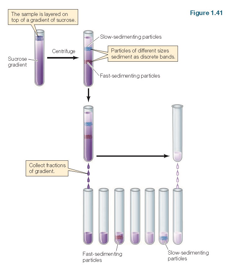SUBCELLULAR FRACTIONATION pediagenosis