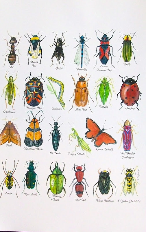 Chumleyscobey Art Room  1st Grade Insect Diagrams