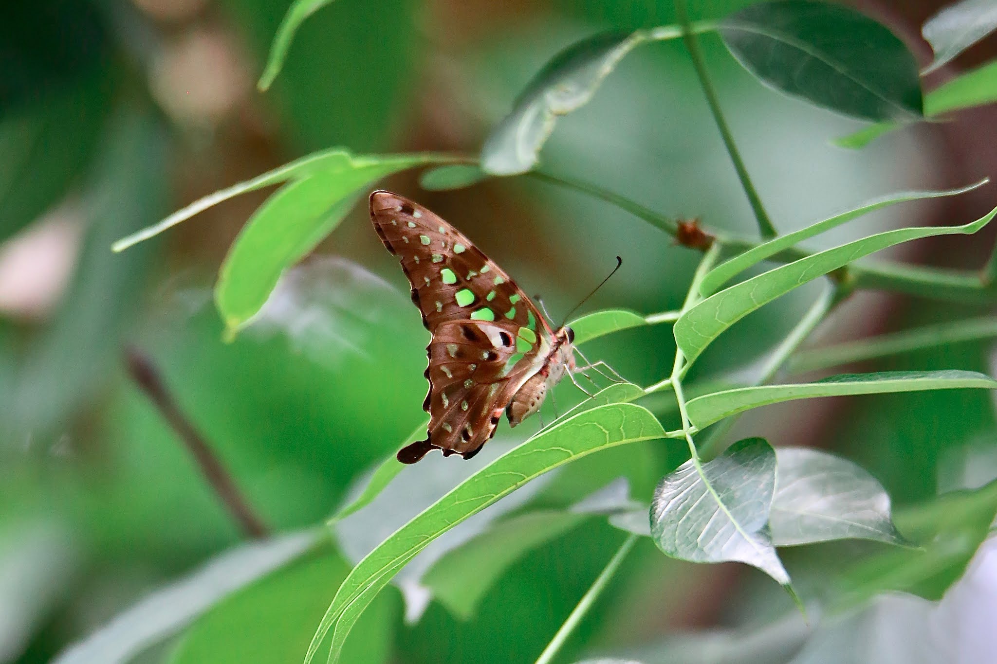 Tailed Jay Butterfly high resolution free