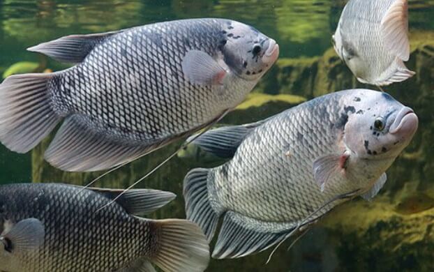 7 Jenis Ikan Budidaya Mudah dan Menguntungkan - Santos Blog