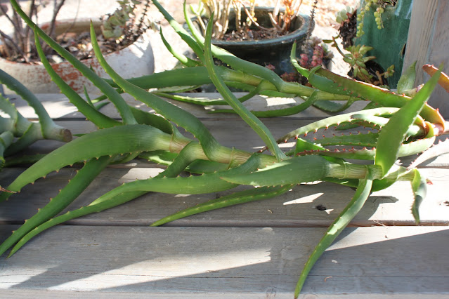 Aloe kedongensis cutting