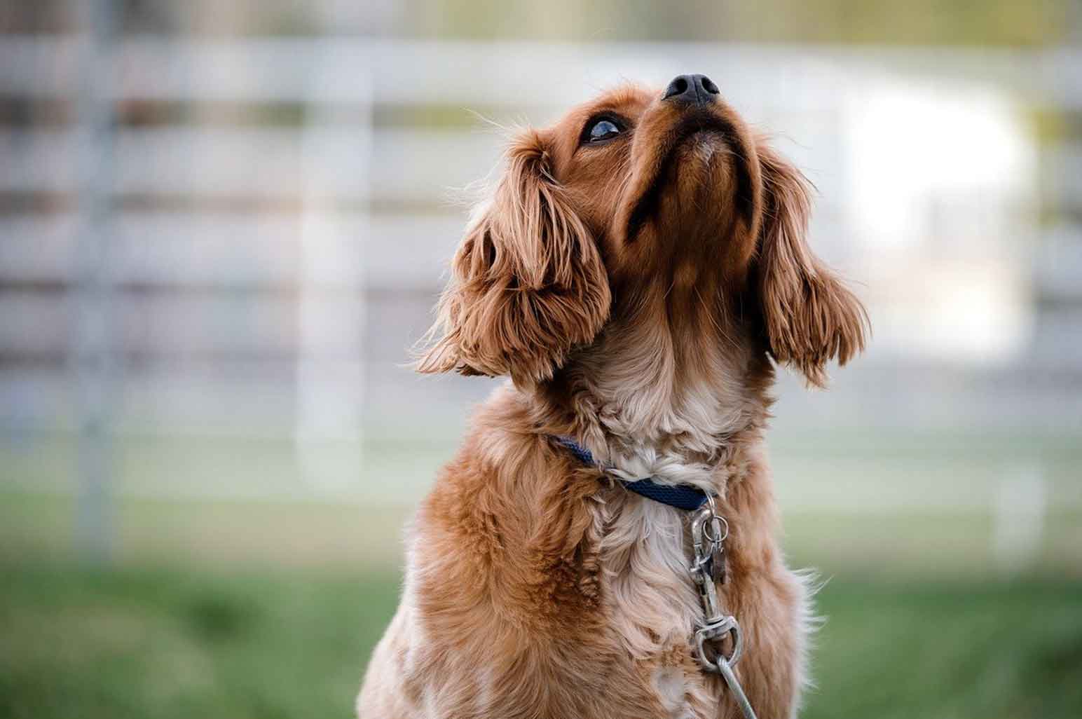 How To Stop A Dog From Excessive Barking