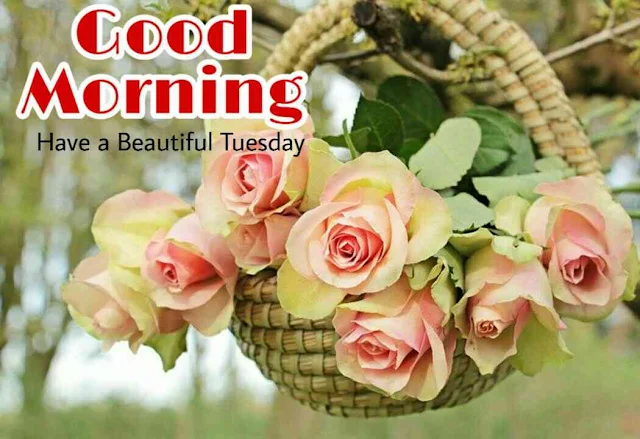 Good Morning Tuesday,Good morning tuesday blessings, have a nice tuesday, have a beautiful tuesday