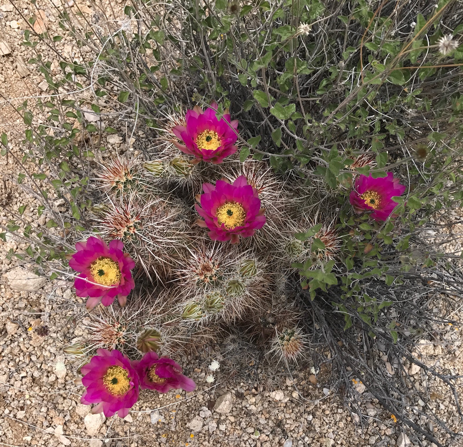 This I What I Have To Say About That It's Just Allergies....