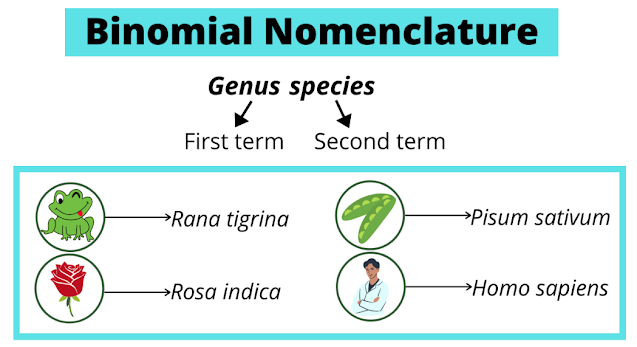 definition of binomial nomenclature