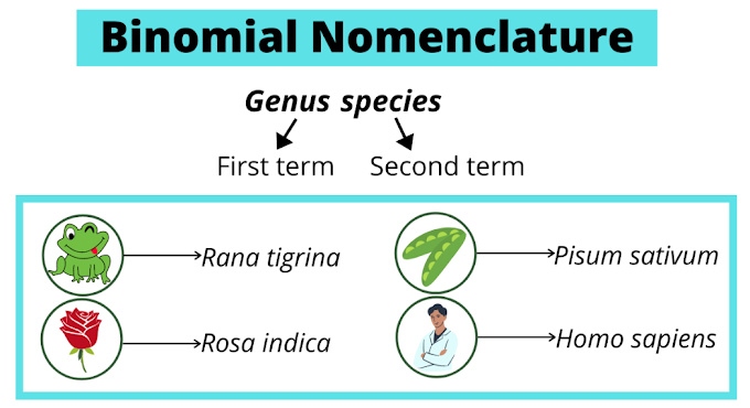 Definition of Binomial Nomenclature | Rules and Examples