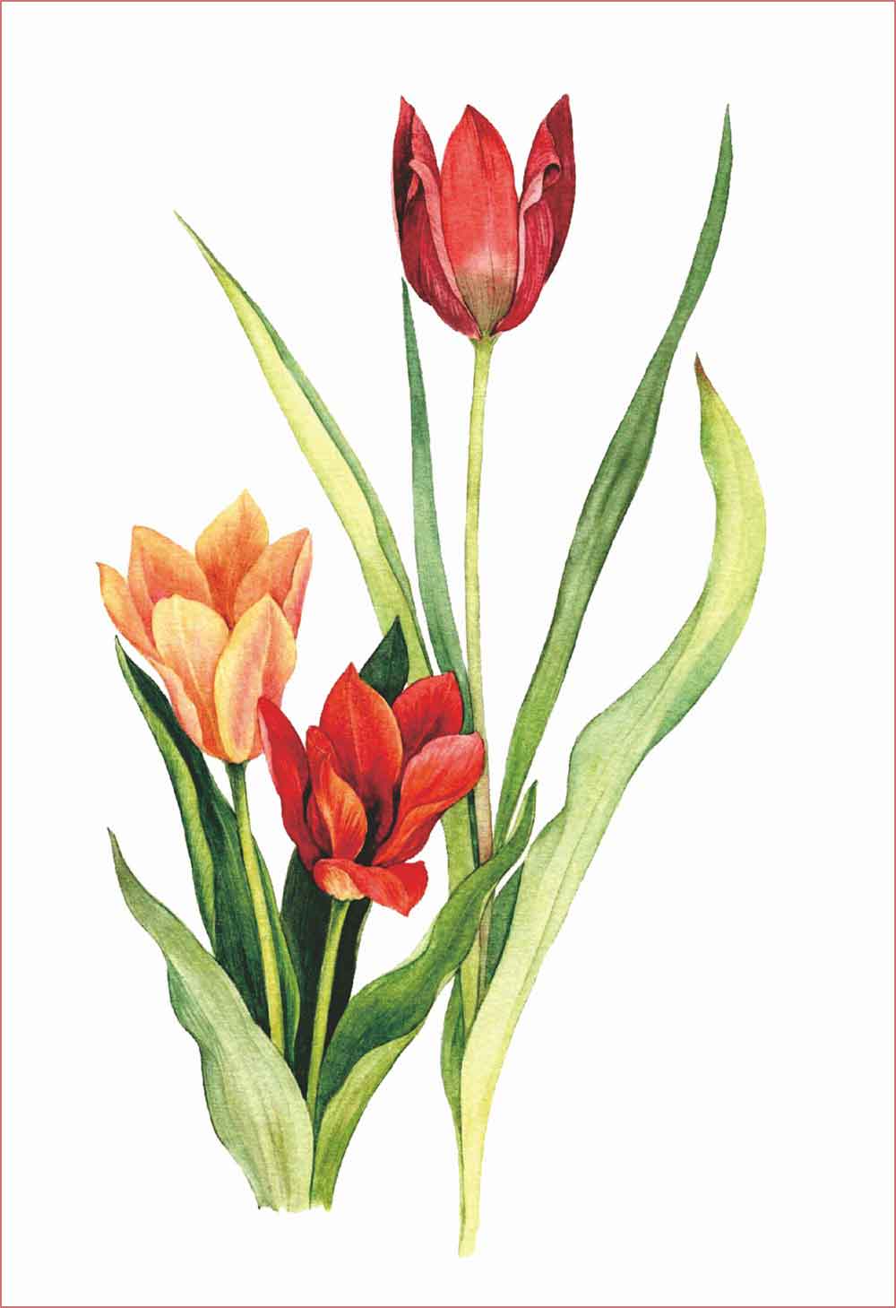 30 Gambar Sketsa Bunga Mudah Bunga Matahari Mawar Tulip Sakura Teratai Sepatu Melati Dll Seni Budayaku