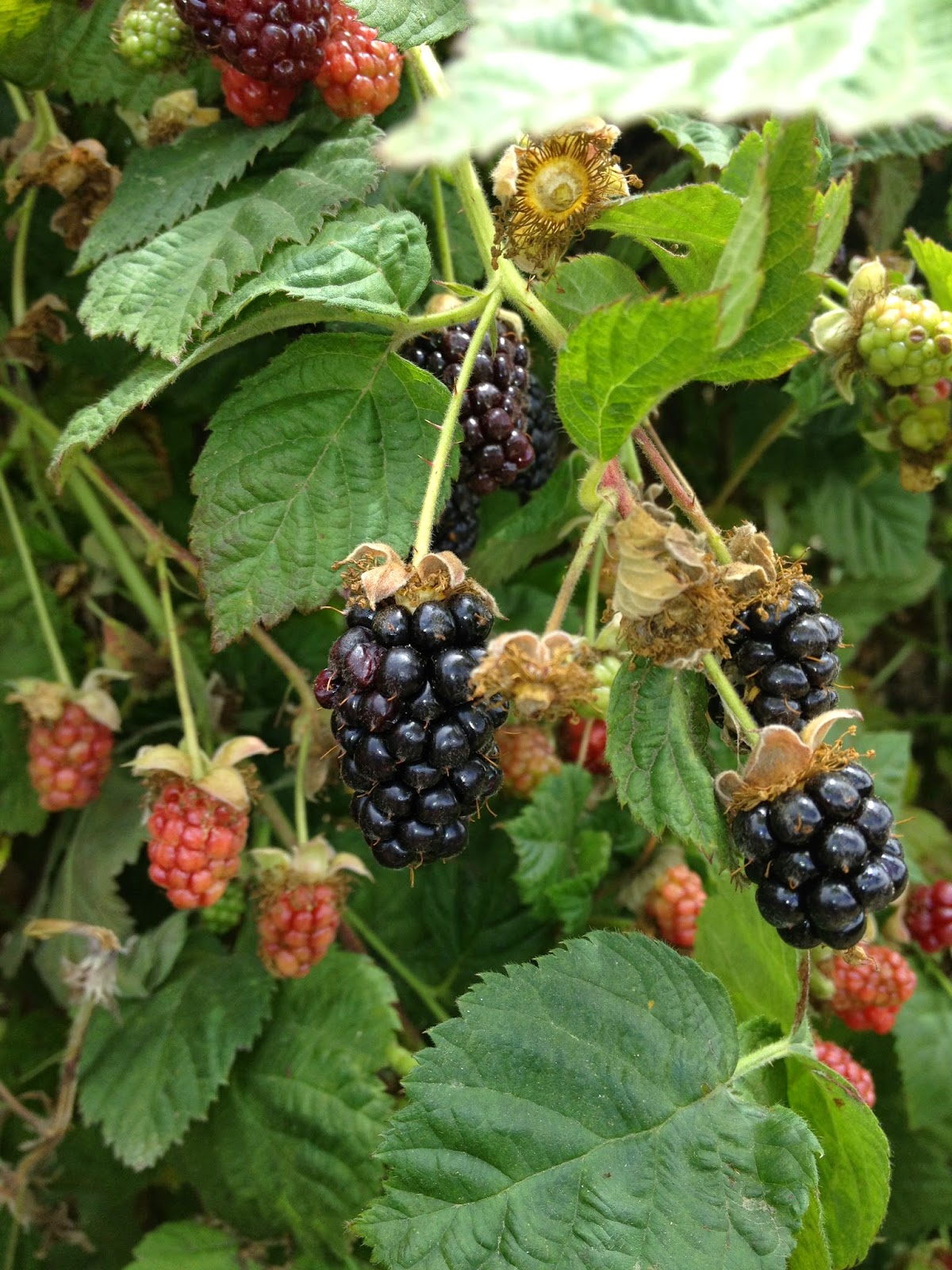 The Suburban Country Girl's Farm Olallieberries and Pie Summer Heaven