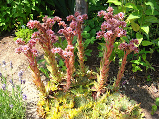 drought-tolerant