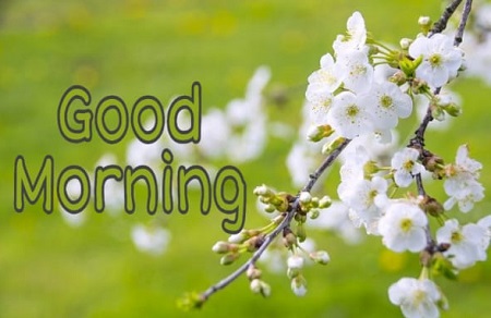 New Good Morning New Good Morning