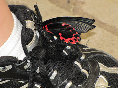 Butterfly on Boy's Tennis Shoe