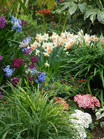 Allan Gardens Conservatory Spring Flower Show 2014 blue purple hyacinths by garden muses-not another Toronto gardening blog