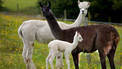 how do llamas and alpacas communicate