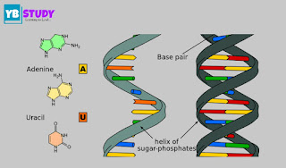 RNA : Defination, Types, Structure and functions RNA : Defination, Types, Structure and functions