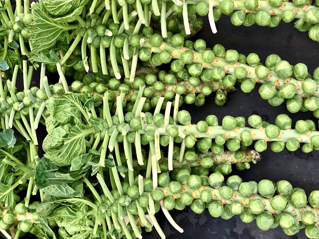 Brussels sprouts on a stick pic: Kerstin Rodgers/msmarrmitelover.com