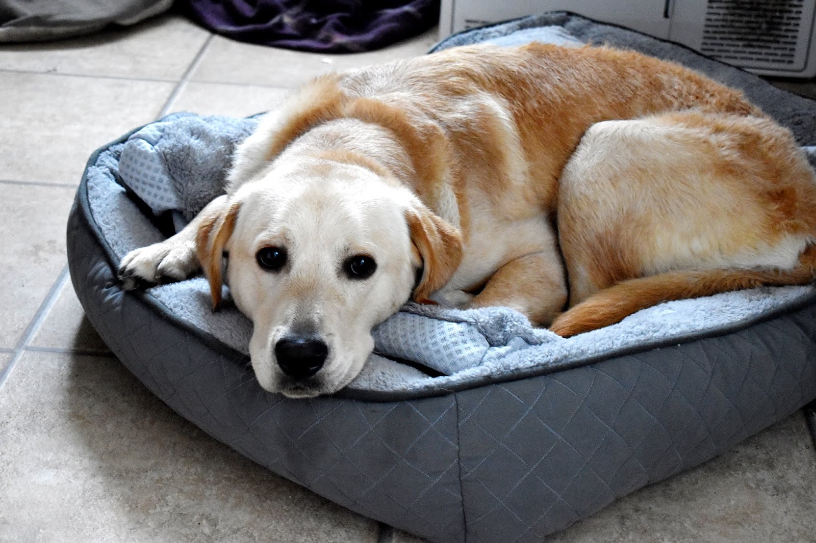 Silentnight Airmax Pet Bed Review Beth Owen