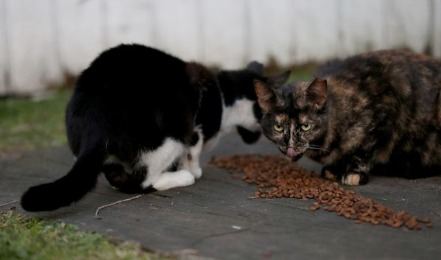 feeding stations for outdoor cats