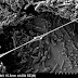 Why Are Biofilms a Problem for Pharmaceutical
Companies? Why Are Biofilms a Problem for Pharmaceutical
Companies?