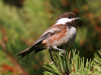 Photo of Chestnut-backed Chickadee