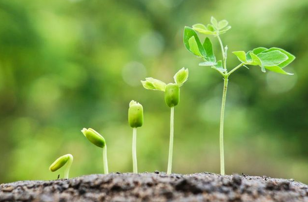 Perkembangan pada Tumbuhan Adalah