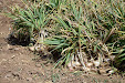 Garlic harvesting