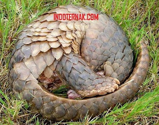 Trenggiling Berkembang Biak dengan Cara yang Unik: Menelisik Proses Reproduksi yang Menarik