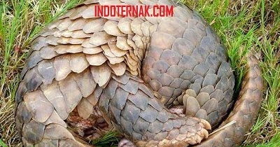 Cara Memelihara Trenggiling Dan Deskripsi Trenggiling Indoternak Cara Memelihara Trenggiling Dan Deskripsi Trenggiling Indoternak