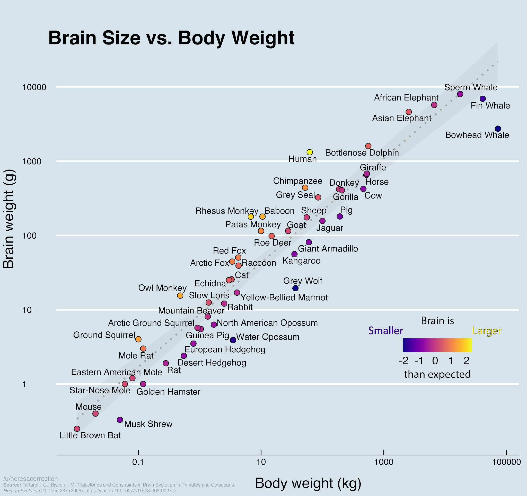 rain size vs. body weight of various animals and humans