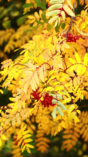 Wallpaper image of Rowan Leaves Wallpaper image of Rowan Leaves