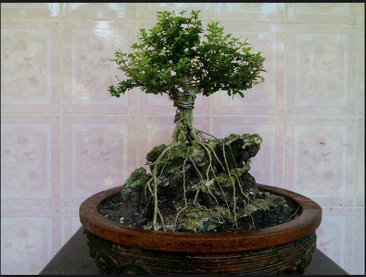 Menanam Dan Budidaya Bonsai Mirten