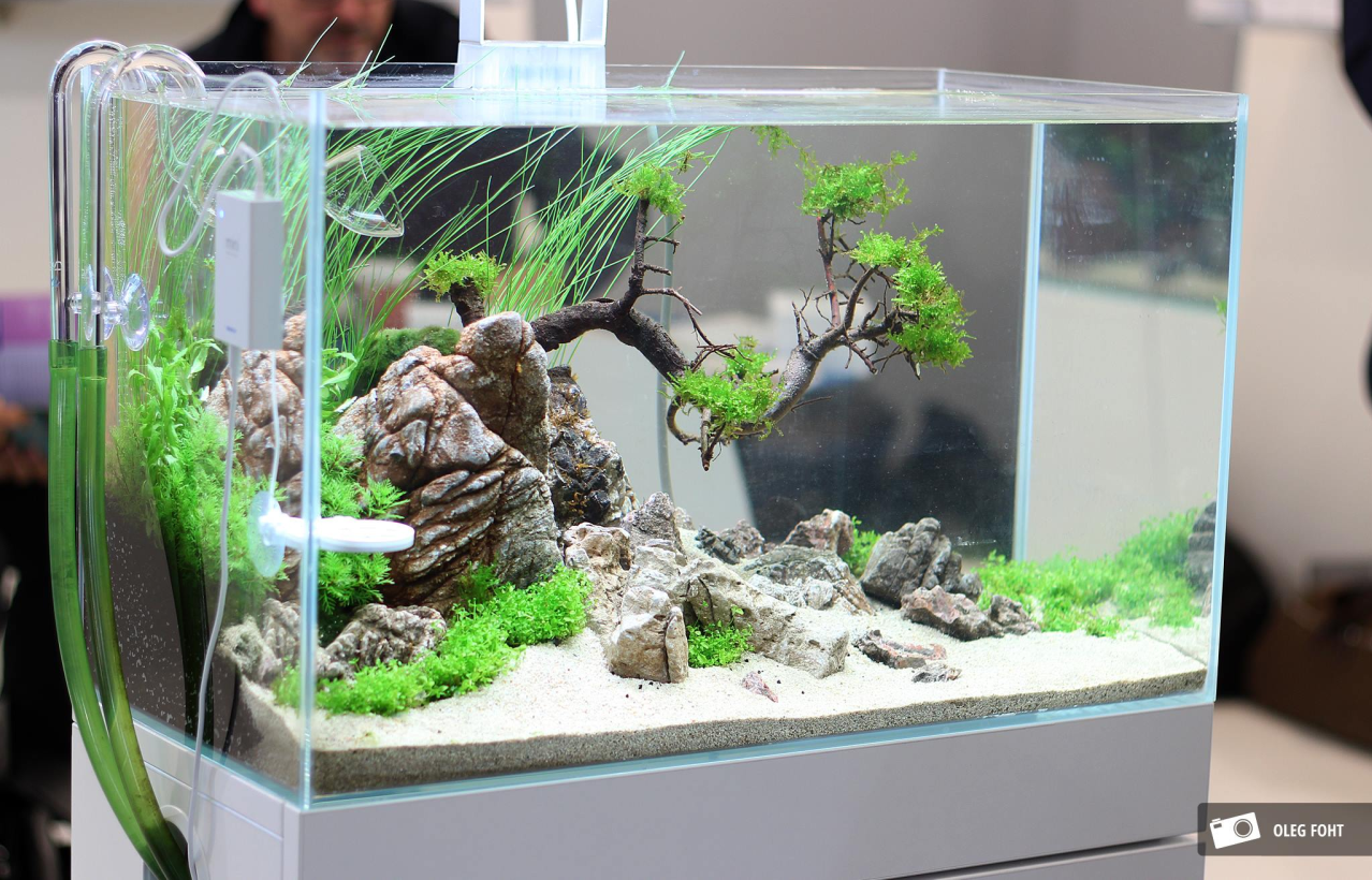 Contoh dan Referensi Desain Aquascape Mini Terbaik