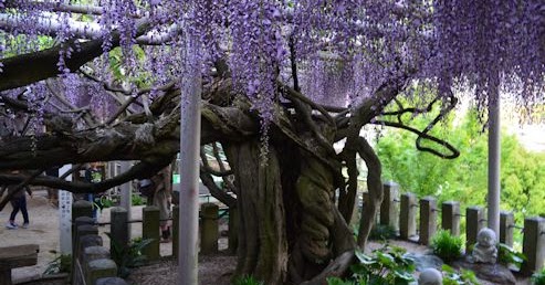 タケ坊の九州観光案内 吉祥寺藤まつり ２０１７