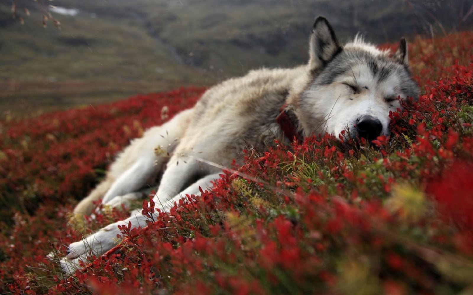 HD Wallpapers and Backgrounds of animals and pets: Foxes, Horses, Tiger, Dogs, Cats, Squirrels, Rabits and Others