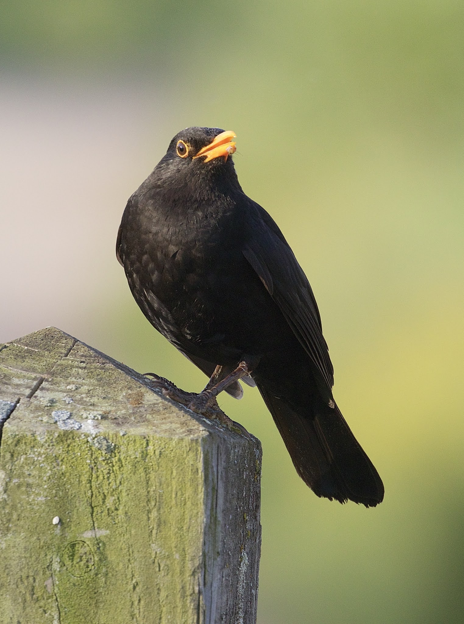 swillington ings dawn before work