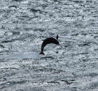 Falkland Adaları'ndan sıçrayan Siyah çeneli yunus