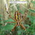 Beneficial Spiders in The Landscape You Should Know