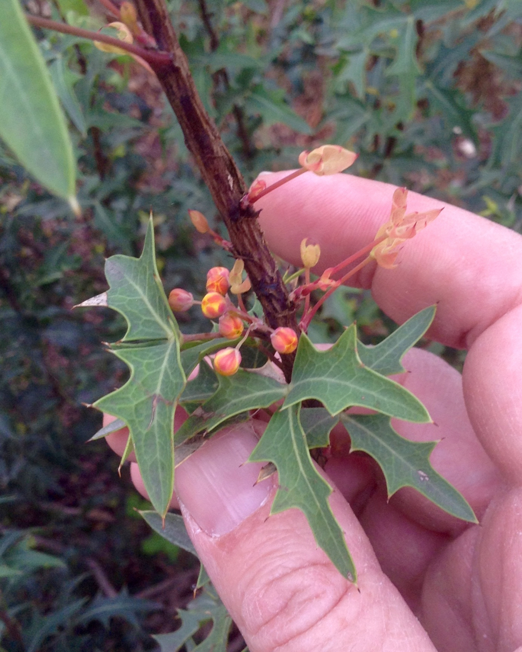 Foraging Texas Agarita